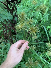 Cyperus