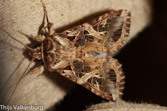Spodoptera littoralis