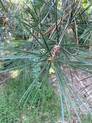 Pinus bungeana
