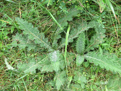 Cirsium pumilum