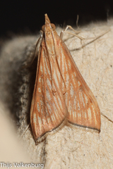 Antigastra catalaunalis