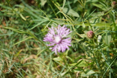 Centaurea nigrescens