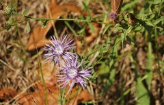 Centaurea nigrescens