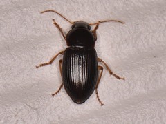Harpalini