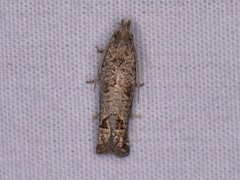 Pelochrista consobrinana