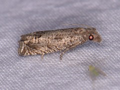 Pelochrista consobrinana