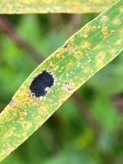 Asteromyia euthamiae