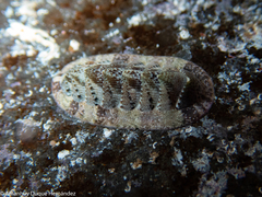 Rhyssoplax canariensis
