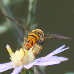 Allograpta obliqua