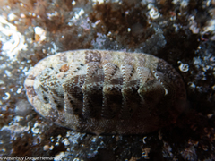 Rhyssoplax canariensis