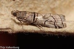 Acrobasis romanella