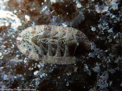 Rhyssoplax canariensis