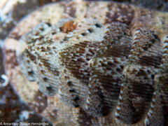 Rhyssoplax canariensis