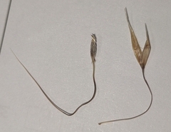 Austrostipa bigeniculata