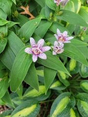 Tricyrtis formosana