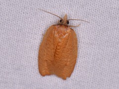 Sparganothis distincta