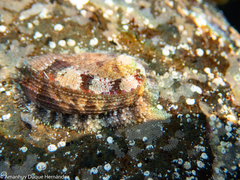 Haliotis tuberculata