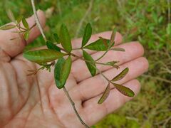 Searsia angustifolia