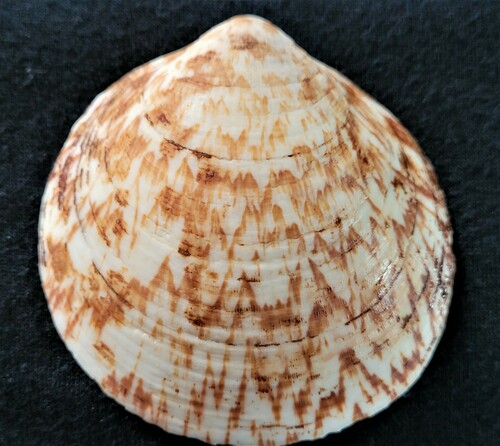 Representative image of Glycymeris glycymeris