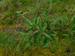 Searsia angustifolia