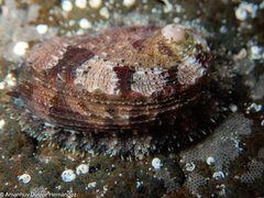 Haliotis tuberculata