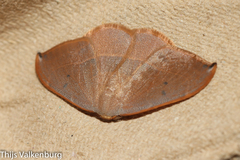 Watsonalla uncinula