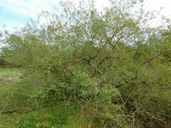 Searsia angustifolia