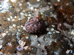 Clanculus berthelotii