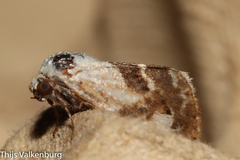 Acontia lucida