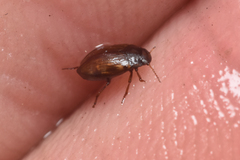 Leconectes striatellus