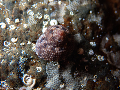 Clanculus berthelotii