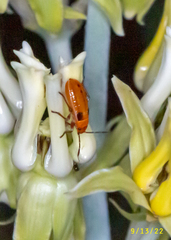 Lygaeus kalmii