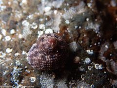 Clanculus berthelotii