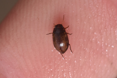 Leconectes striatellus