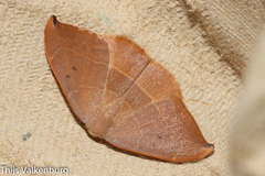 Watsonalla uncinula