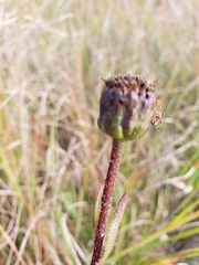 Helianthus pauciflorus