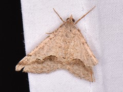 Frederickia s-signata