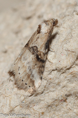 Zebeeba falsalis