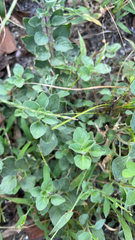 Menthinae