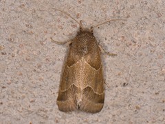 Schinia gracilenta