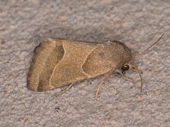 Schinia gracilenta