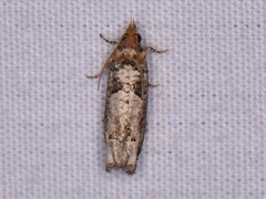 Epinotia
