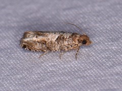 Epinotia