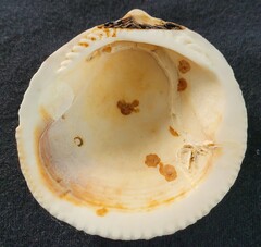 Glycymeris glycymeris