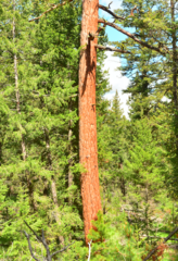 Pinus ponderosa