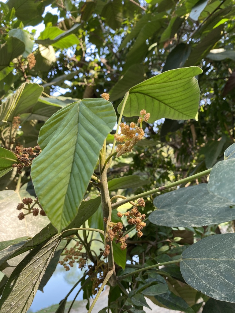 Pourouma