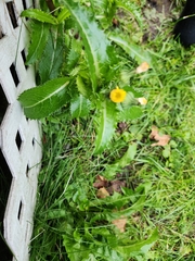 Sonchus asper