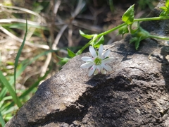 Stellaria flaccida