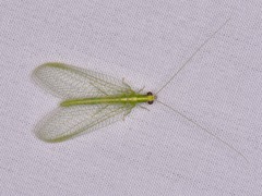 Chrysoperla rufilabris