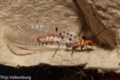 Italochrysa stigmatica